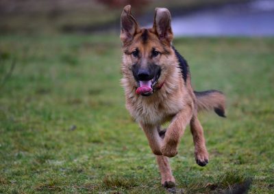 puppy gsd