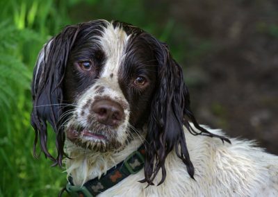 gorgeous springer spaniel
