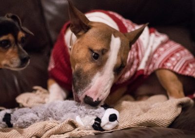 dog wearing christmas sweater