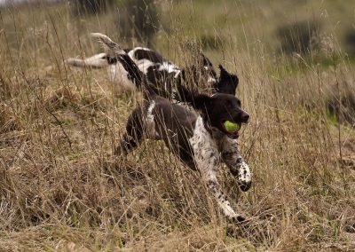 Springer spaniel running in reeds