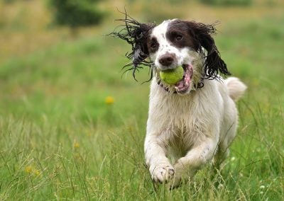 english springer spaniel with ball in mouth