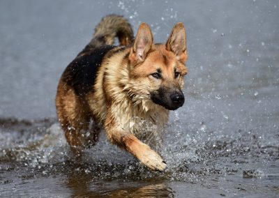 GSD stalking