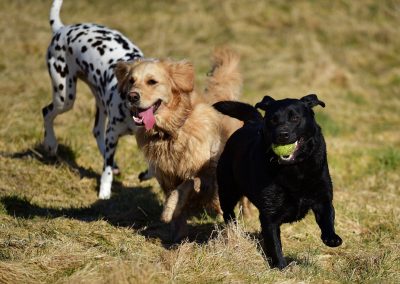 Dog besties