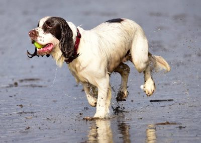 spaniel carrying ball
