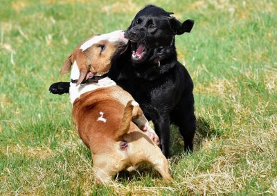 dogs wrestling