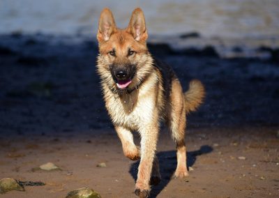young GSD