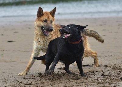 GSD playing with labrador