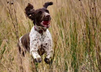 Dog running with eyes closed