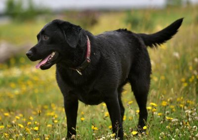 Labrador on a meadow