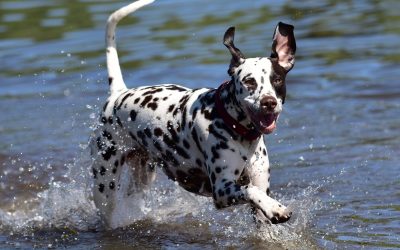 Dalmation cooling off in water