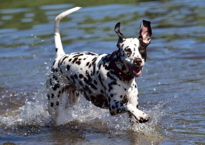 Dalmation cooling off in water