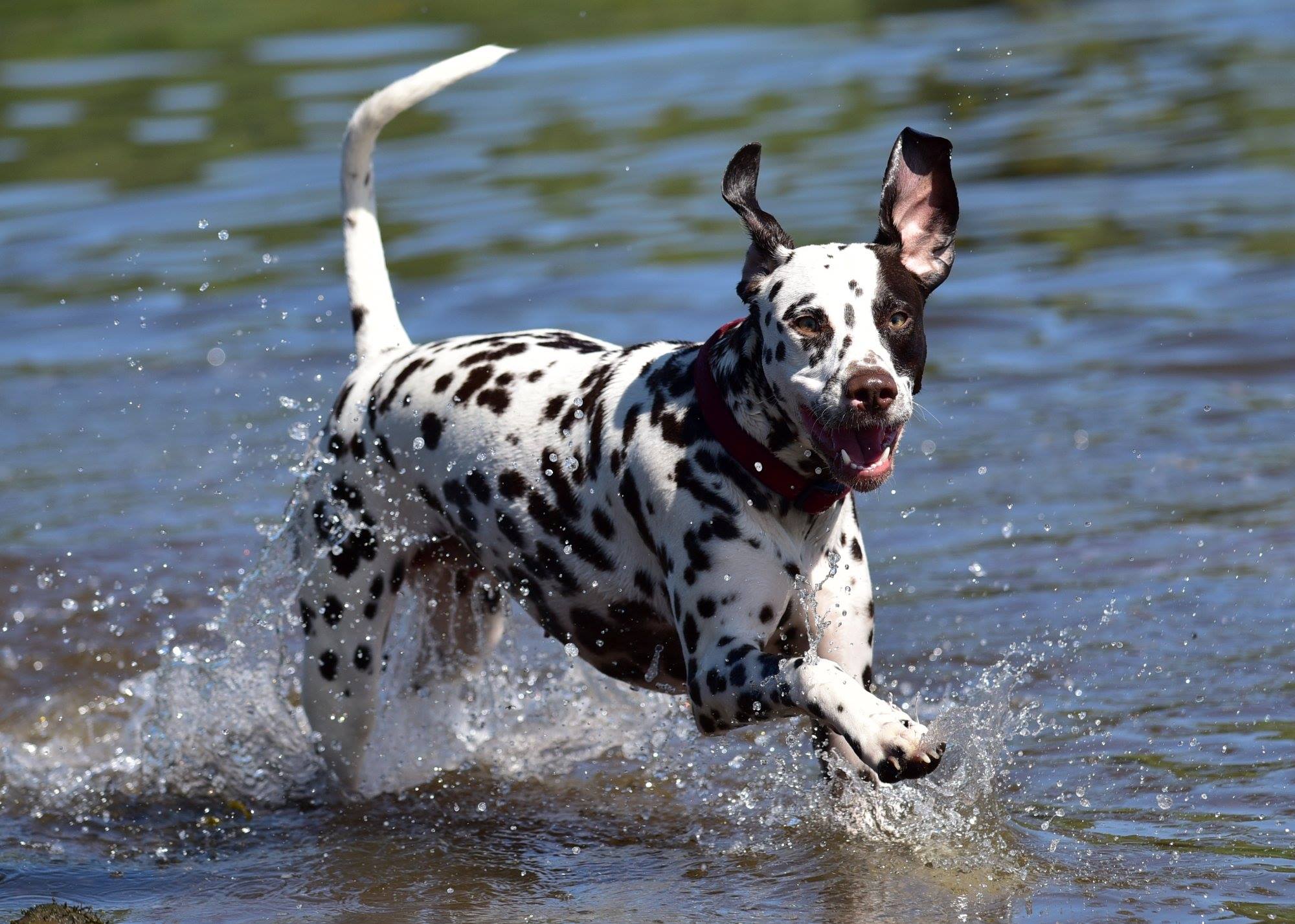 Dalmation cooling off in water