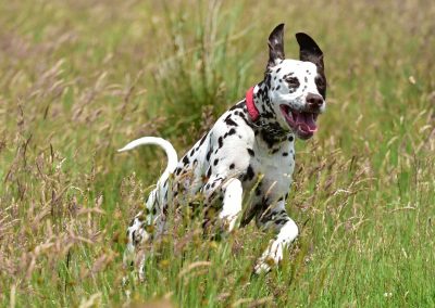 Lola in Langbank