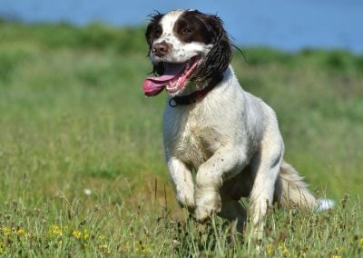 dog running on summers day