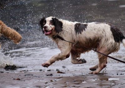 dog running with long lead