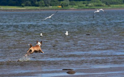 Potiphar chasing after birds english bull terrier chasing birds