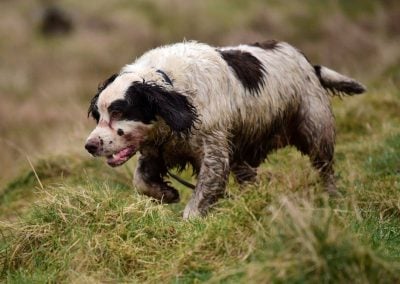 fat springer spaniel