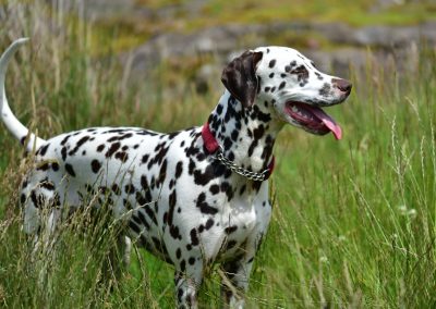 dalmation in long grass