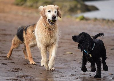 old golden retriever with ball