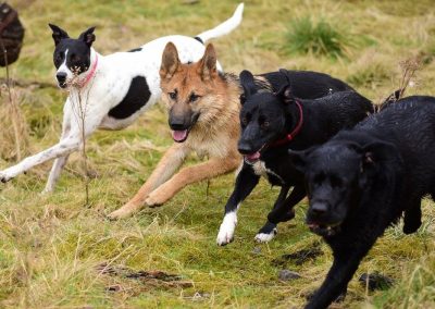 dogs running together