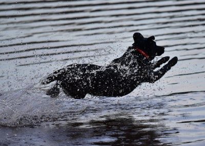 dog diving into water