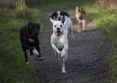 dogs racing