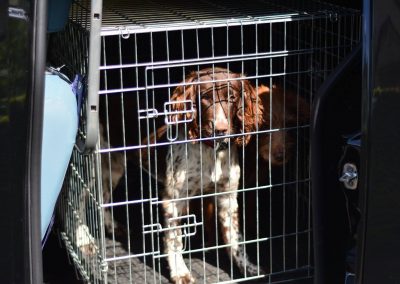 dog in dog walking van