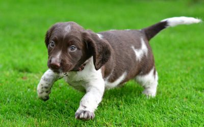 Flo is a wee chunky monkey chunky springer spaniel puppy