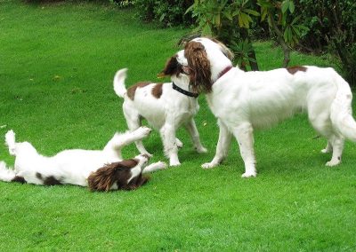 doggy big brother