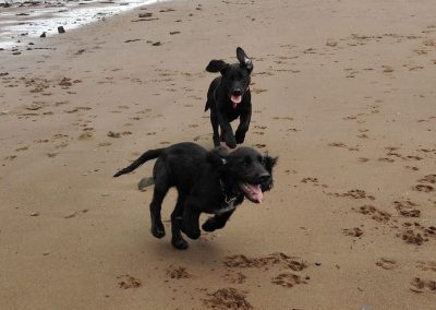 puppies chasing each other
