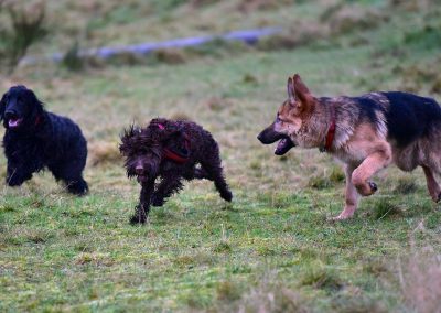 puppies playing