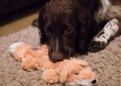 spaniel with fox toy