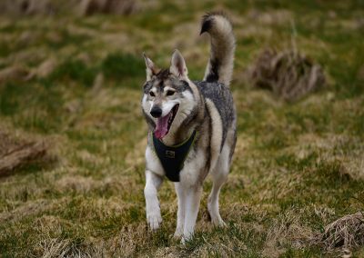 Smiling northern inuit dog