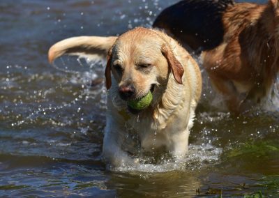 beautiful yellow labrador