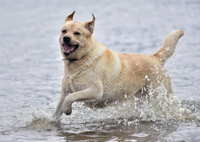 happy labrador in water