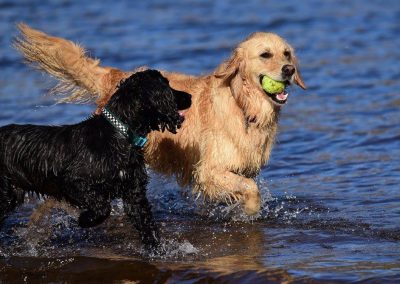 dog carrying ball