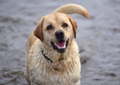 happy yellow labradaor