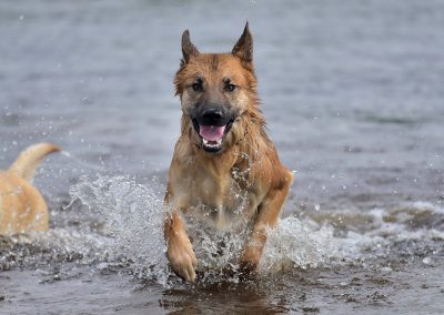 GSD coming out of water