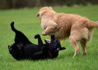 dog best friends playing