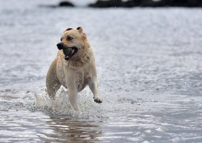 yellow labrador running in water