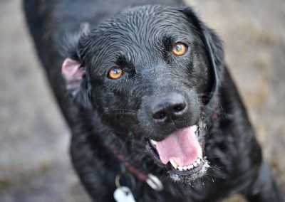 close up of black labrador face