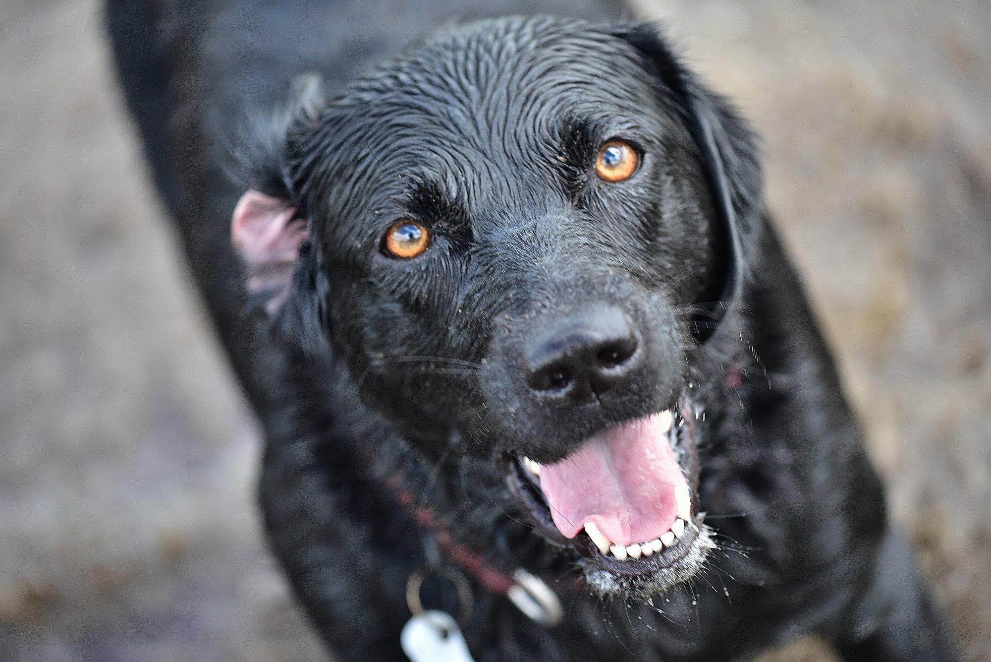 close up of black labrador face