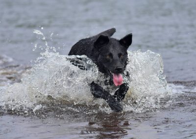 black labrador with tongue out