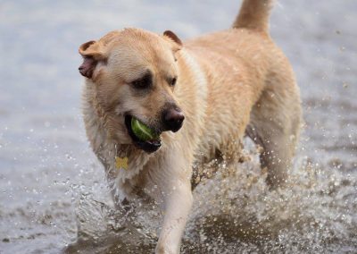 fat yellow labrador