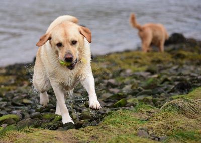 fat yellow lab running