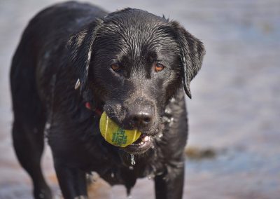 dog with ball in mouth