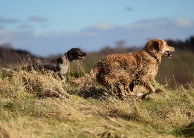 dogs running