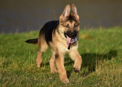 puppy gsd