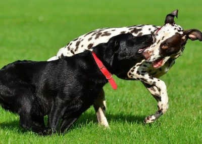 dogs playing