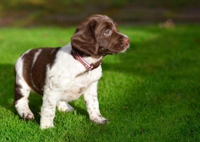 gorgeous springer spaniel puppy